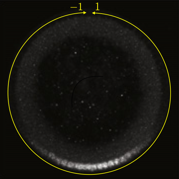 Image of a Dorsal gradient